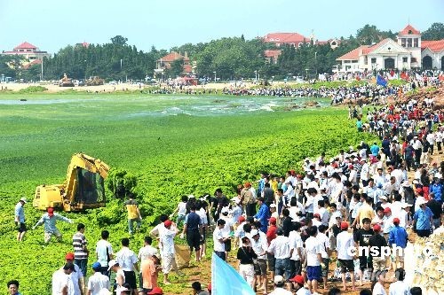 青岛近海海域出现大量绿藻 青岛近海海域出现大量绿藻